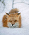 happy cheerful wolf